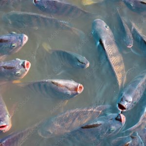 Freshwater fish, caught locally and full of flavor!