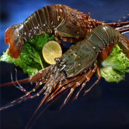 LOBSTERS WHOLE LARGE JUMBO.1 KG / AVAILABLE ON PRE-ORDERS.