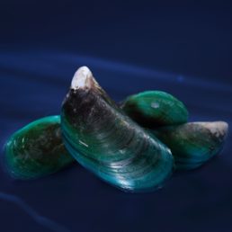 MUSSELS WHOLE UNSHUCKED. 1 KG