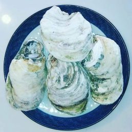 Live Oysters – Pre Order for Delivery Friday – Sunday.