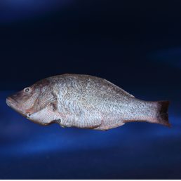 RED SNAPPER WHOLE DRESSED